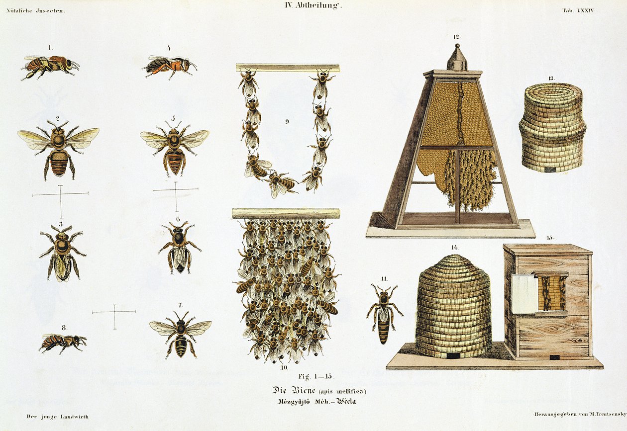 蜜蜂和养蜂，来自&39;The Young Landsman&39;，于1845年出版维也纳（手工彩色版画） 作者 马蒂亚斯·特伦森斯基