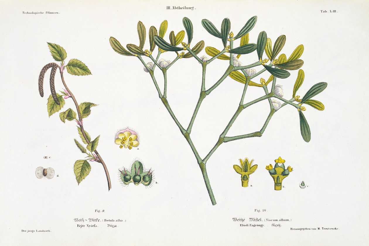 Birch（左）和Mistletoe（右），图。来自&39;The Young Landsman&39;的9和10，1845年出版维也纳（手工彩色版画） 作者 马蒂亚斯·特伦森斯基