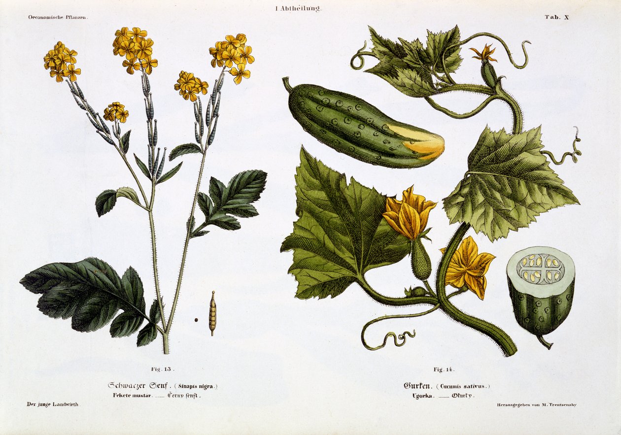 Sinapis nigra（图13），Cucumis Sativus（图14），来自&39;Der Junge Landwirth&39;，1845年出版（手工彩色版画板） 作者 马蒂亚斯·特伦森斯基