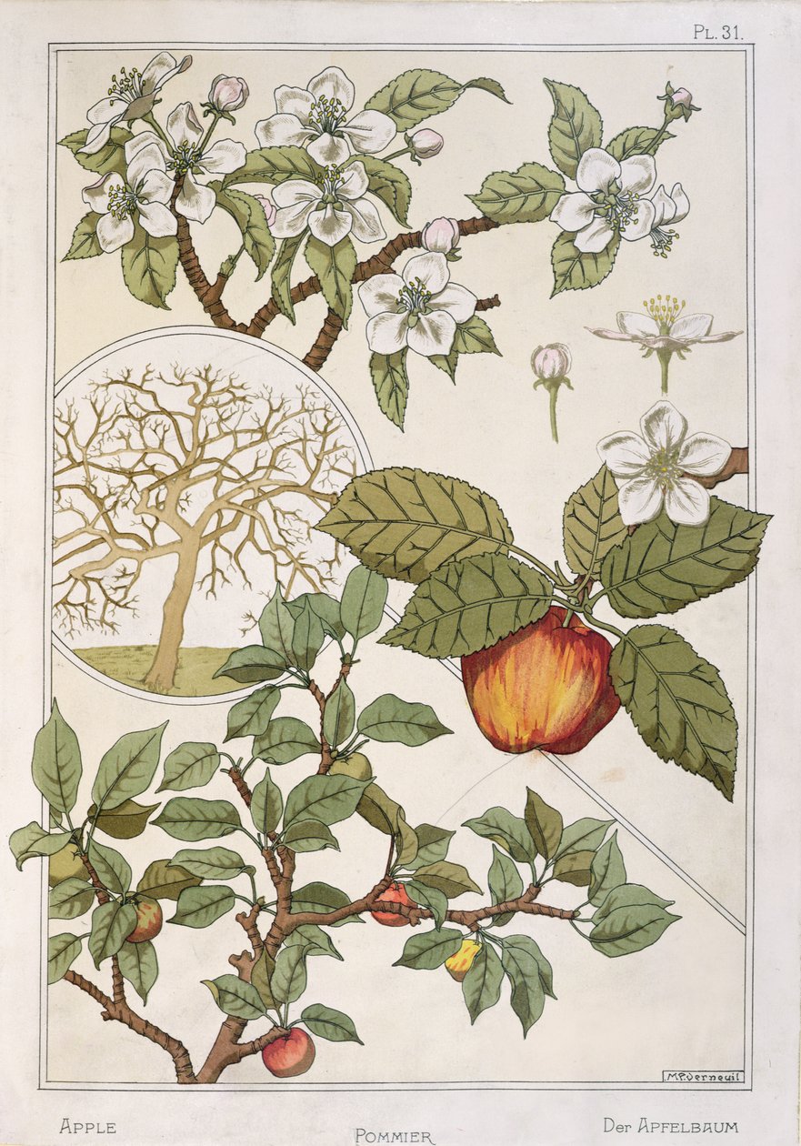 苹果树、果实和花朵，选自《植物百科全书》，约 1900 年（彩色石版画） 作者 莫里斯·皮拉德·维尔纽尔