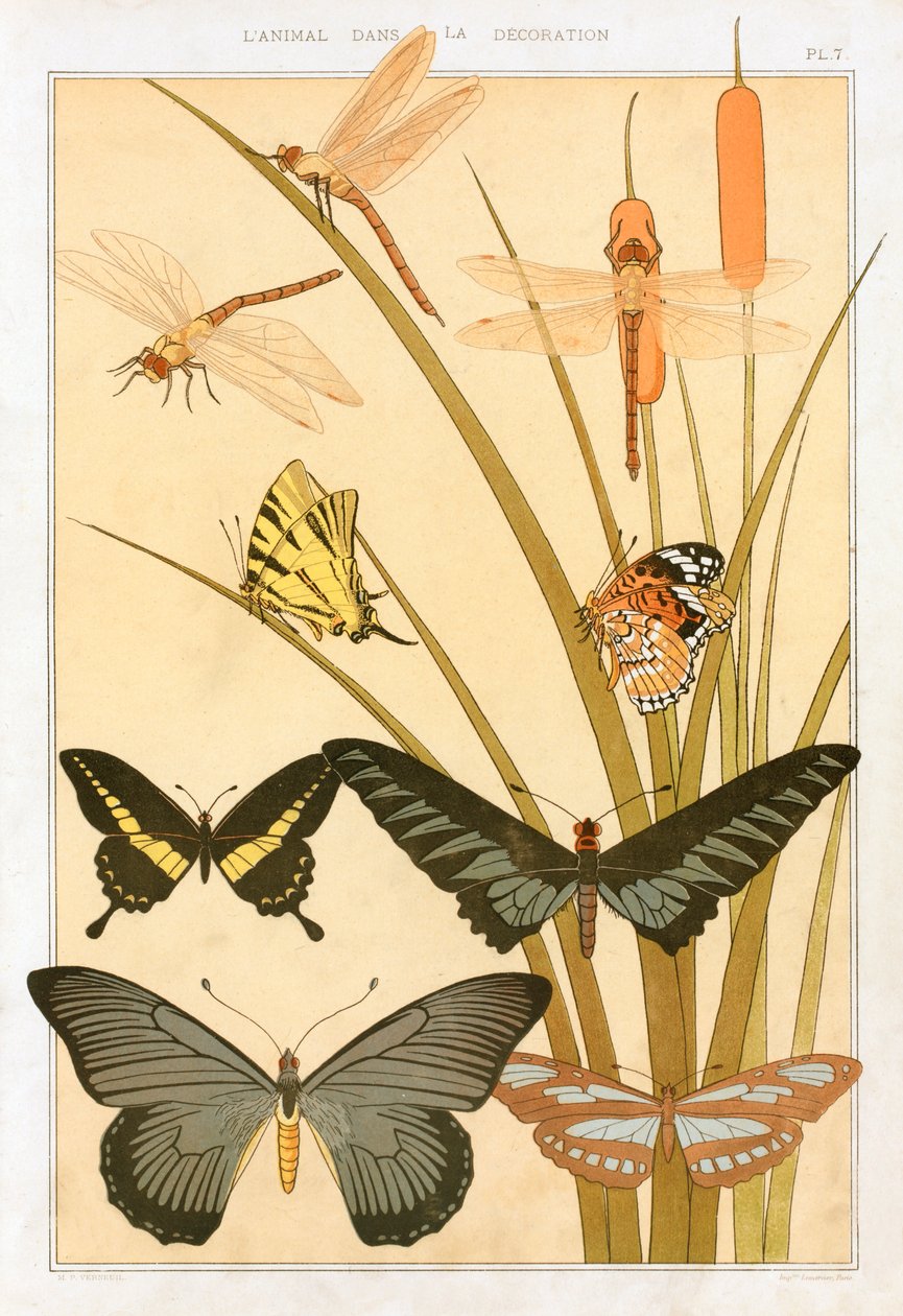 蝴蝶，出版。1897. 作者 莫里斯·皮拉德·维尔纽尔