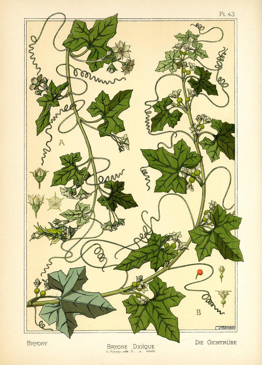 Bryony（彩色光刻） 作者 莫里斯·皮拉德·维尔纽尔