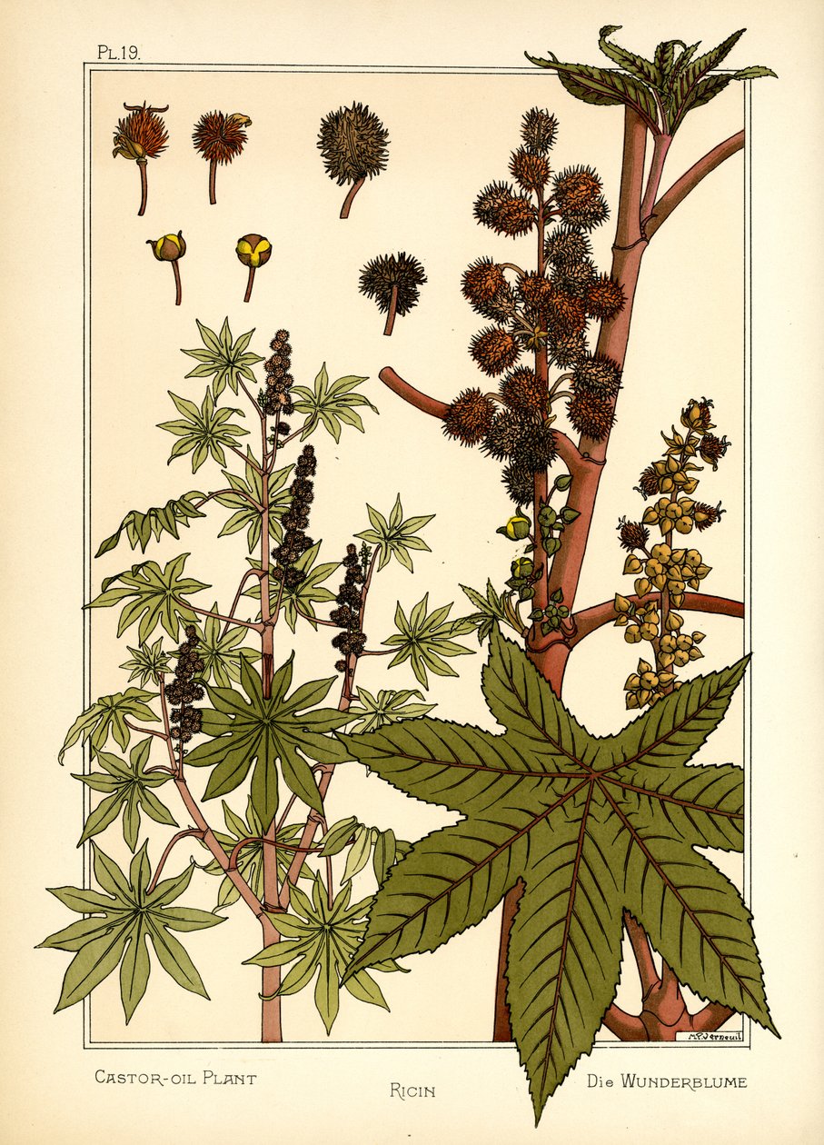 蓖麻油植物（彩色石版画） 作者 莫里斯·皮拉德·维尔纽尔