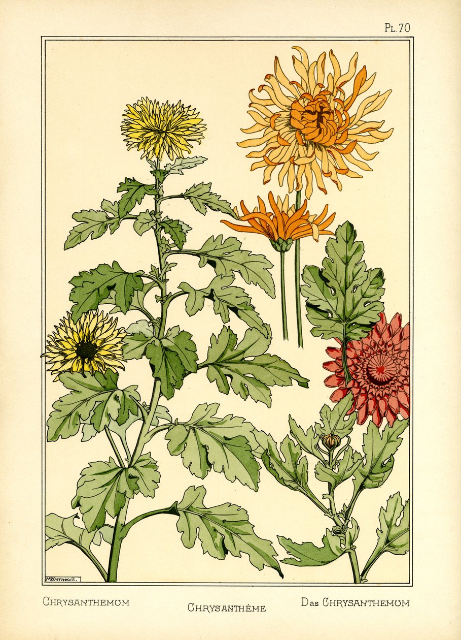 菊花》（彩色石版画） 作者 莫里斯·皮拉德·维尔纽尔