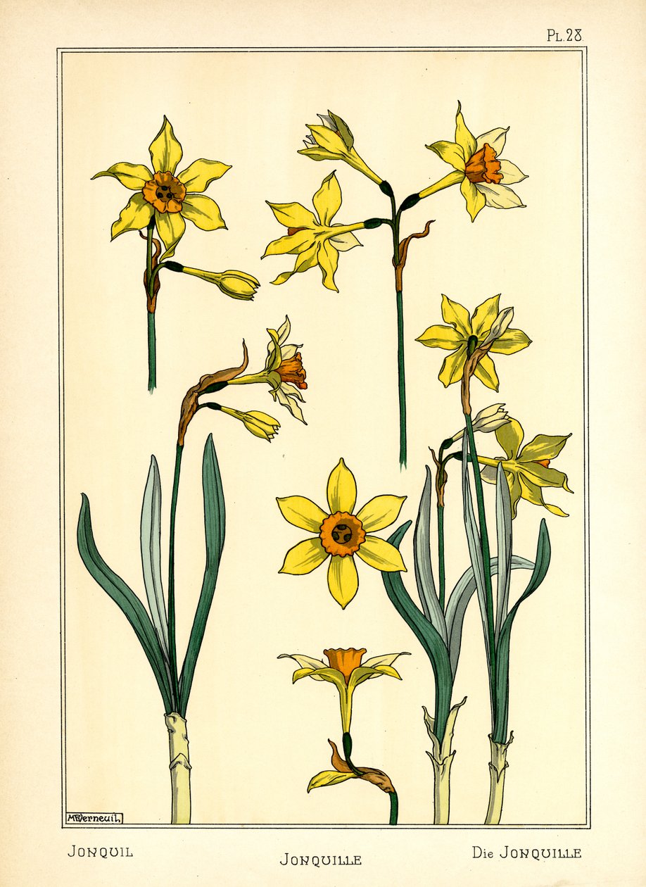 Jonquil（彩色平版印刷） 作者 莫里斯·皮拉德·维尔纽尔