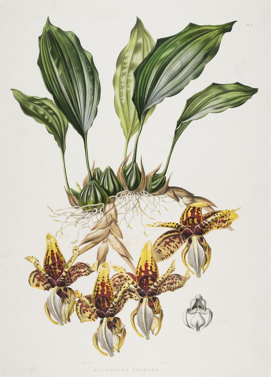 斯坦霍普虎兰花，1838年 作者 马克西姆·高西（Maxim Gauci）