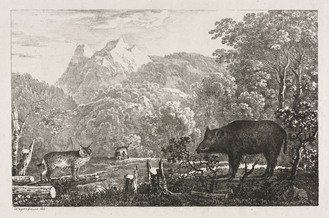 野猪，野猫和山猫，1807年。 作者 马克西米利安·约瑟夫·瓦根鲍尔