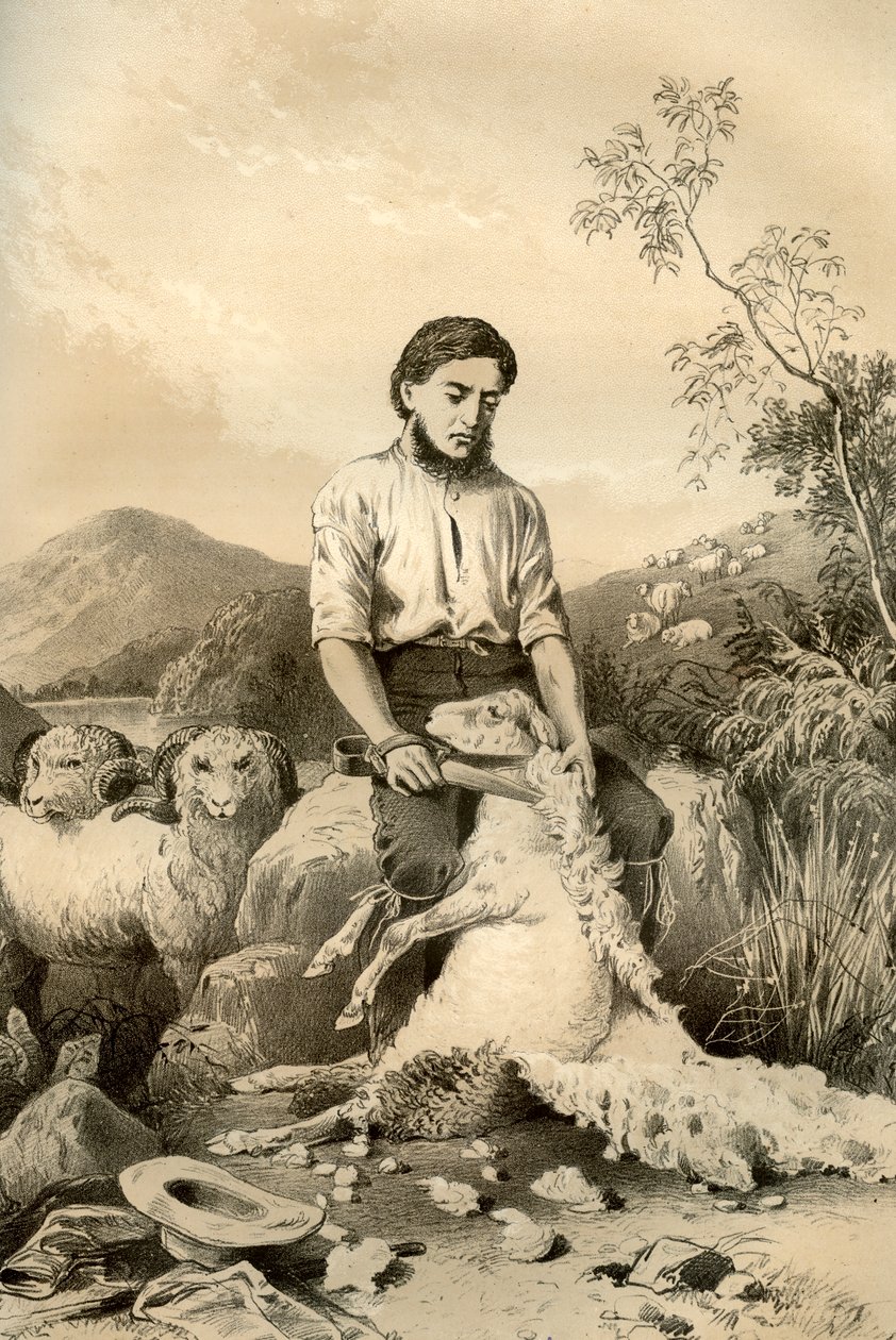 绵羊剪毛，1879年 作者 麦克法兰和埃斯金