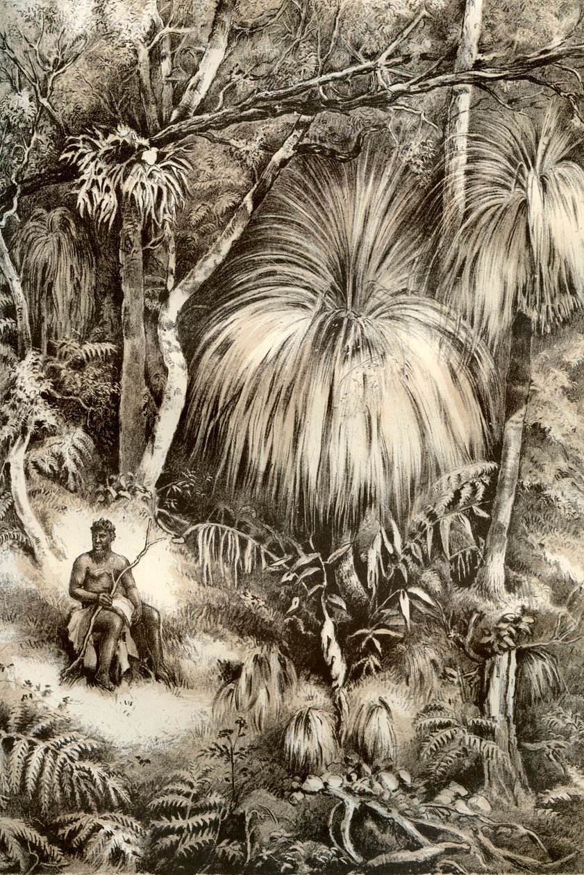 塔斯马尼亚森林场景，1879年 作者 麦克法兰和埃斯金