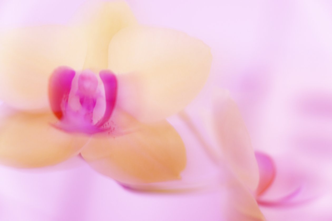 粉色ORCHID 作者 梅兰妮·赫敏（Melanie Hermine Lichterfeld）