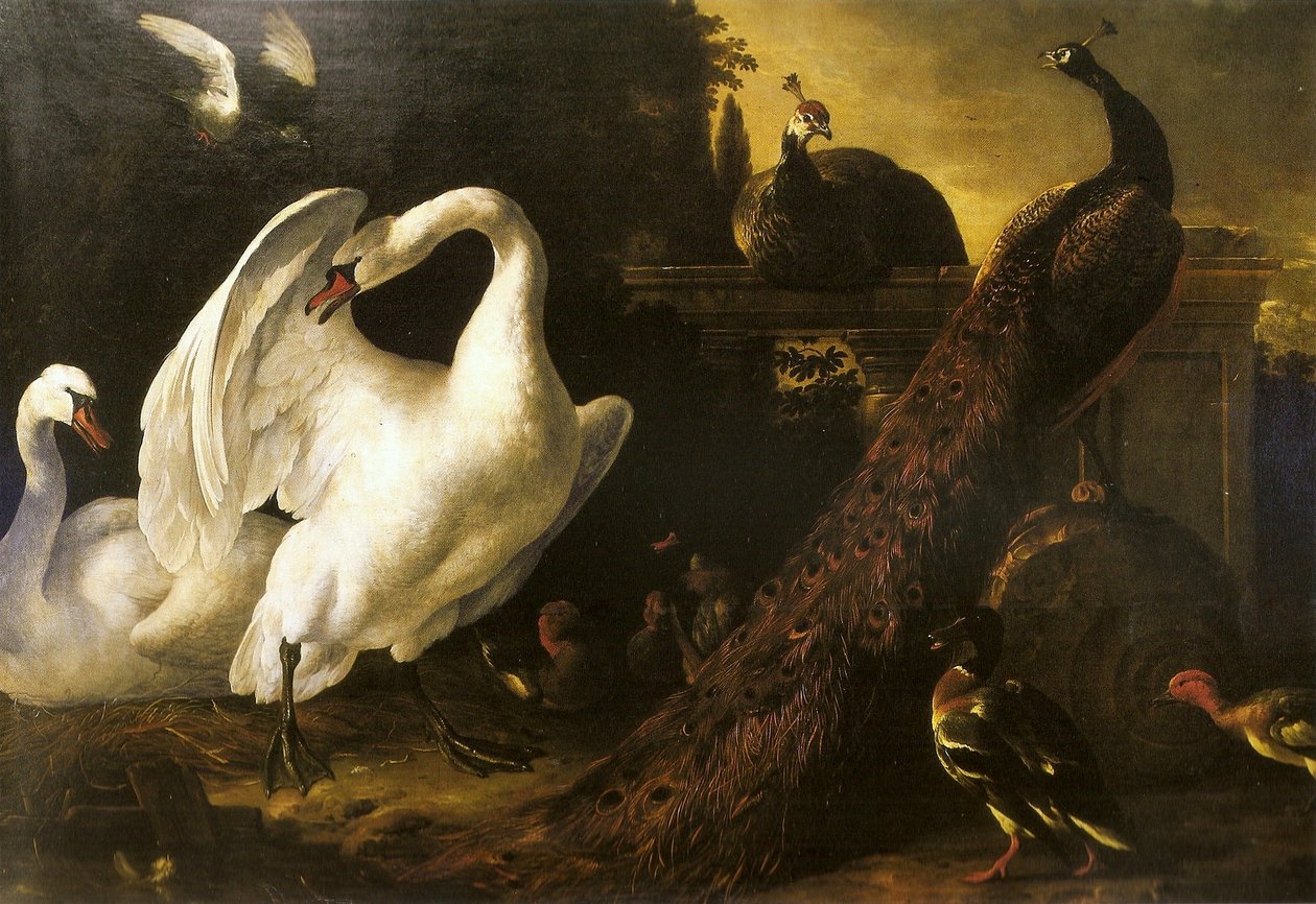 天鹅和孔雀 作者 Melchior de Hondecoeter