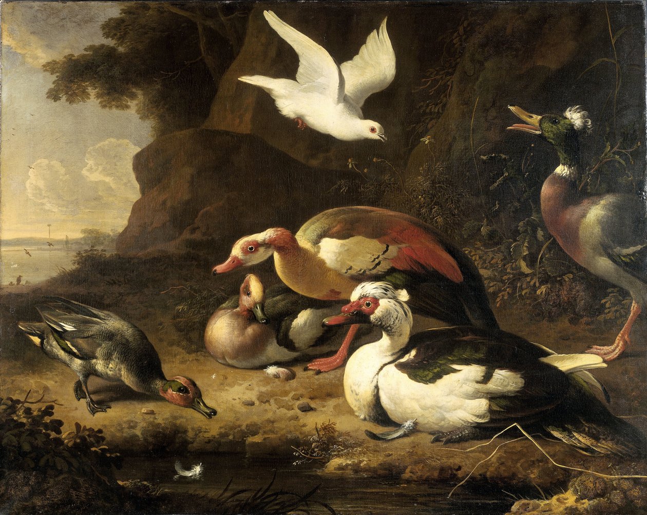鸭子 作者 Melchior d'Hondecoeter
