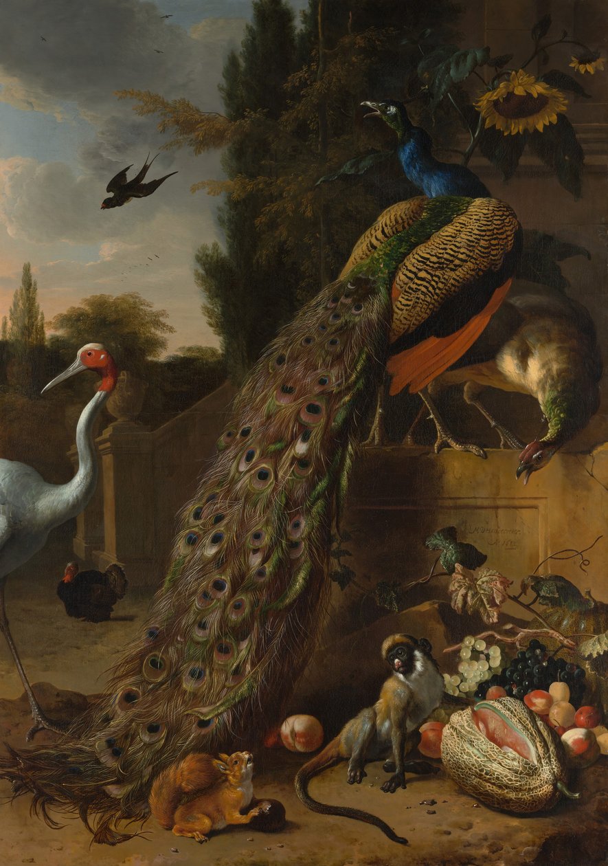 孔雀》，1683年。 作者 Melchior d'Hondecoeter