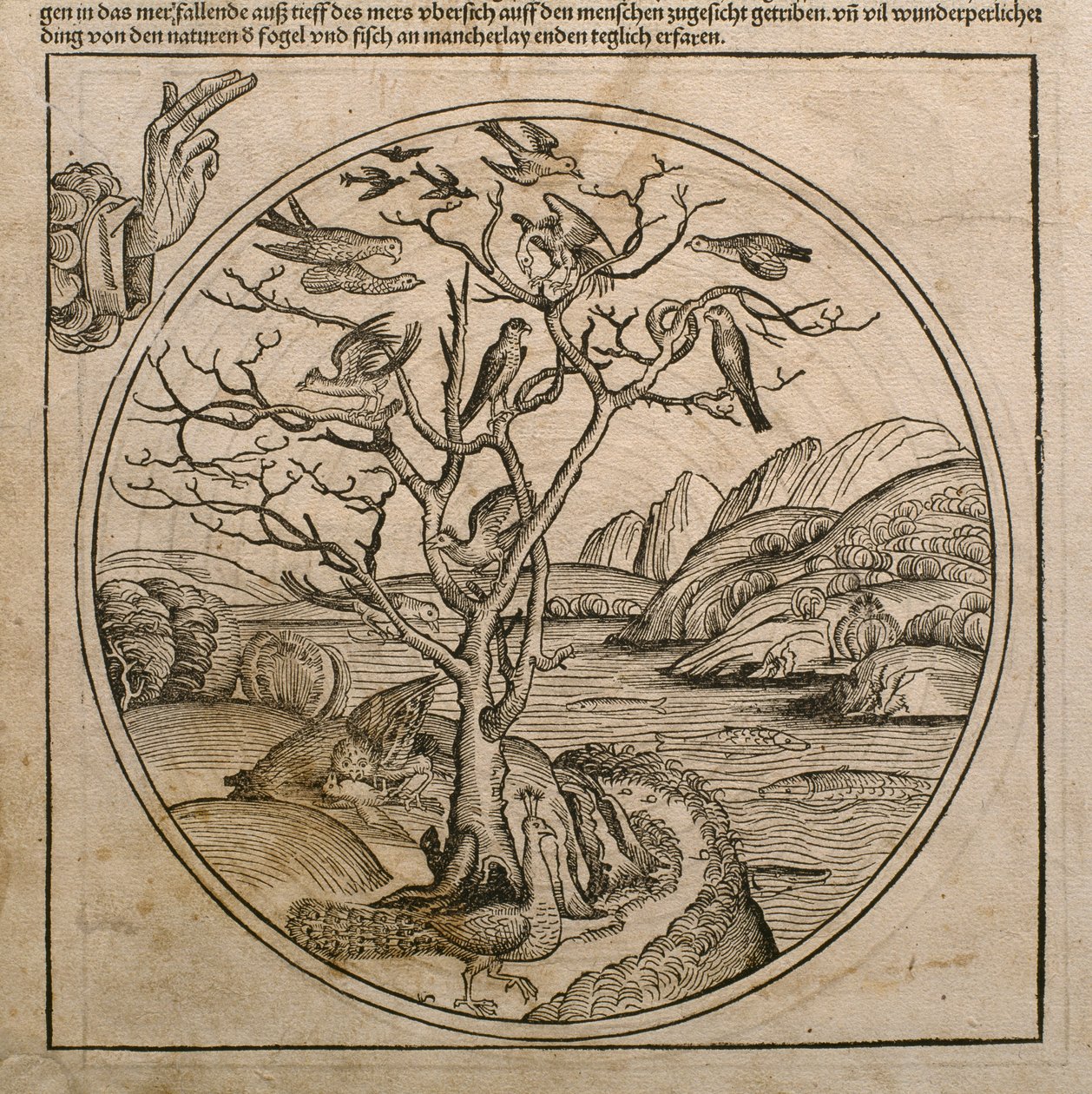 创造鸟类和鱼类的父神，来自Hartmann Schedel（1440-1514）的&39;Liber Chronicarum&39;的插图，发表于1493年纽伦堡 作者 迈克尔·普莱登伍夫（W. Wolgemuth）