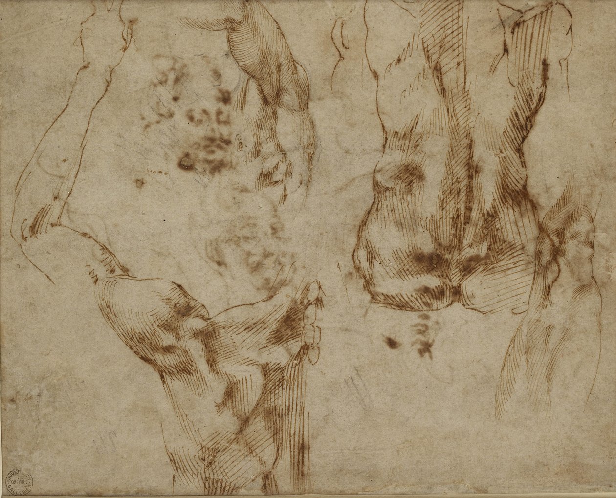 研究背部和肩部 作者 米开朗基罗（Michelangelo Buonarroti）