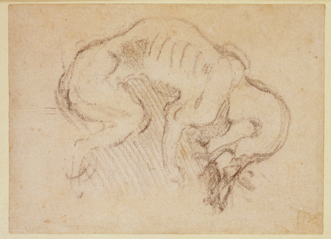 研究狗（纸上的木炭）（正面） 作者 米开朗基罗（Michelangelo Buonarroti）