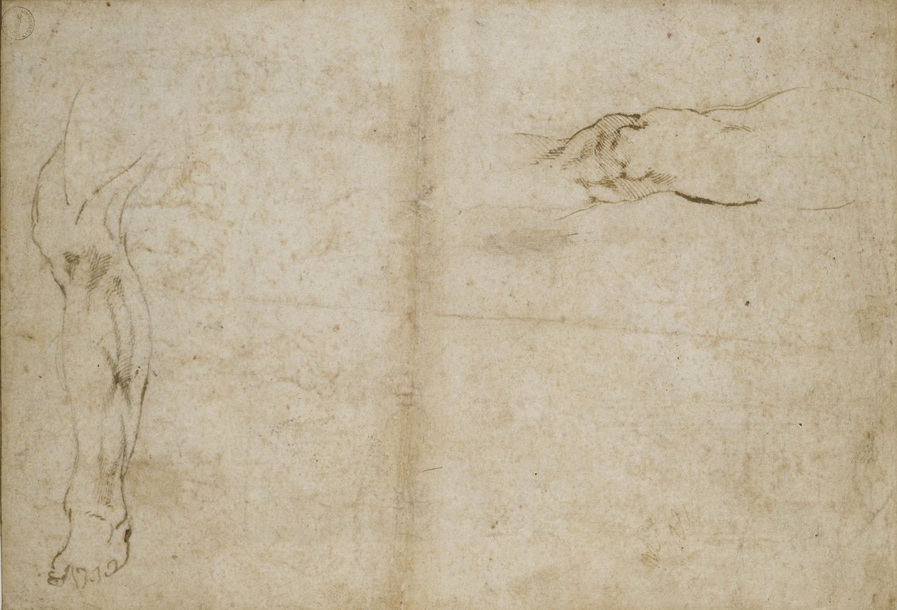 研究人类的一条腿，16世纪 作者 米开朗基罗（Michelangelo Buonarroti）