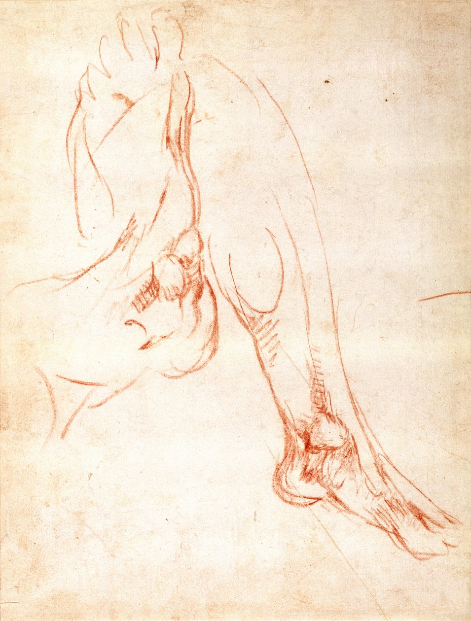 研究小腿和脚（红色粉笔在纸上）（正面） 作者 米开朗基罗（Michelangelo Buonarroti）
