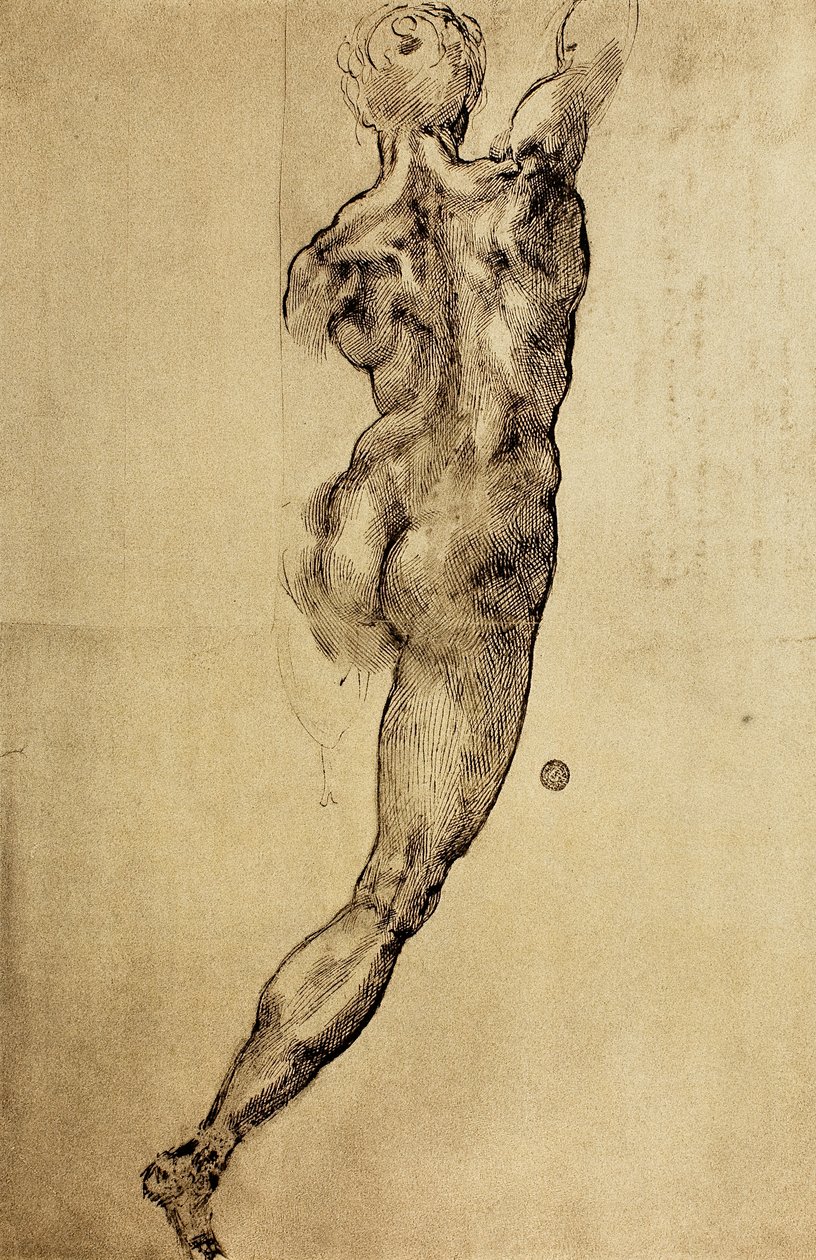 研究从米开朗基罗画的背面看到的男性形象。 Casa Buonarroti，佛罗伦萨 作者 米开朗基罗（Michelangelo Buonarroti）