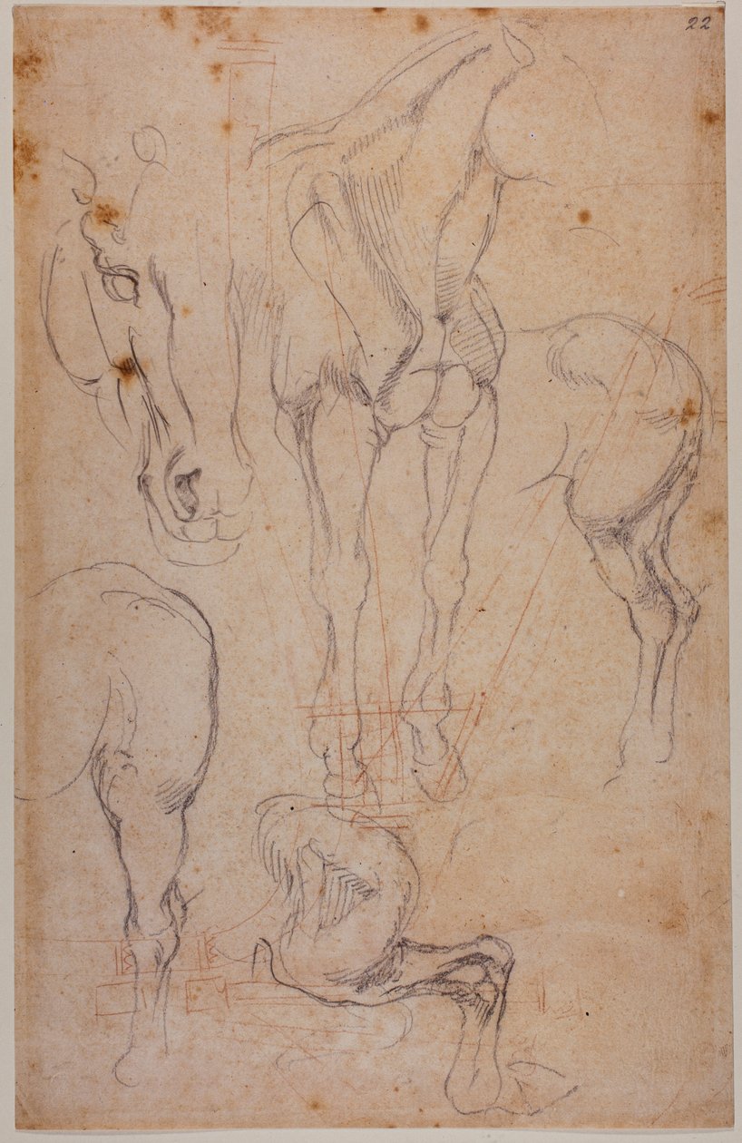 马的解剖学研究 作者 米开朗基罗（Michelangelo Buonarroti）