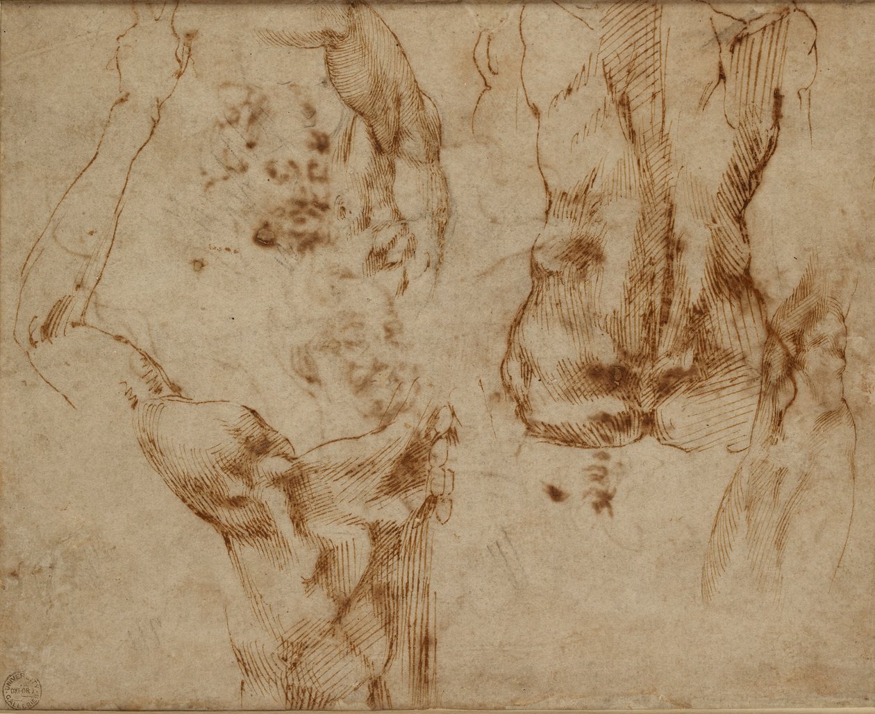 裸体研究，约1490-1560 作者 米开朗基罗（Michelangelo Buonarroti）