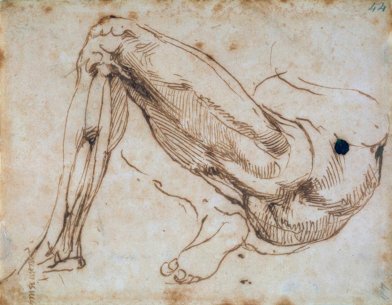 研究一条腿 作者 米开朗基罗（Michelangelo Buonarroti）