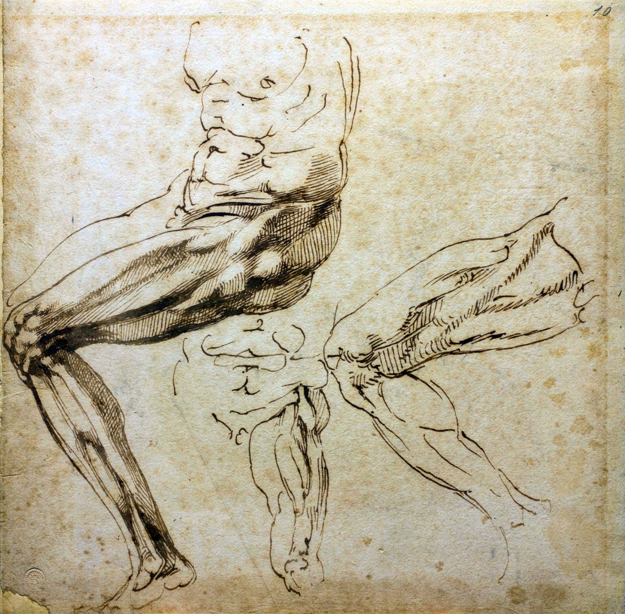 腿部研究，1524-1525年 作者 米开朗基罗（Michelangelo Buonarroti）
