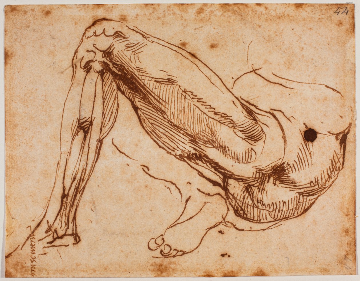 腿部研究 作者 米开朗基罗（Michelangelo Buonarroti）