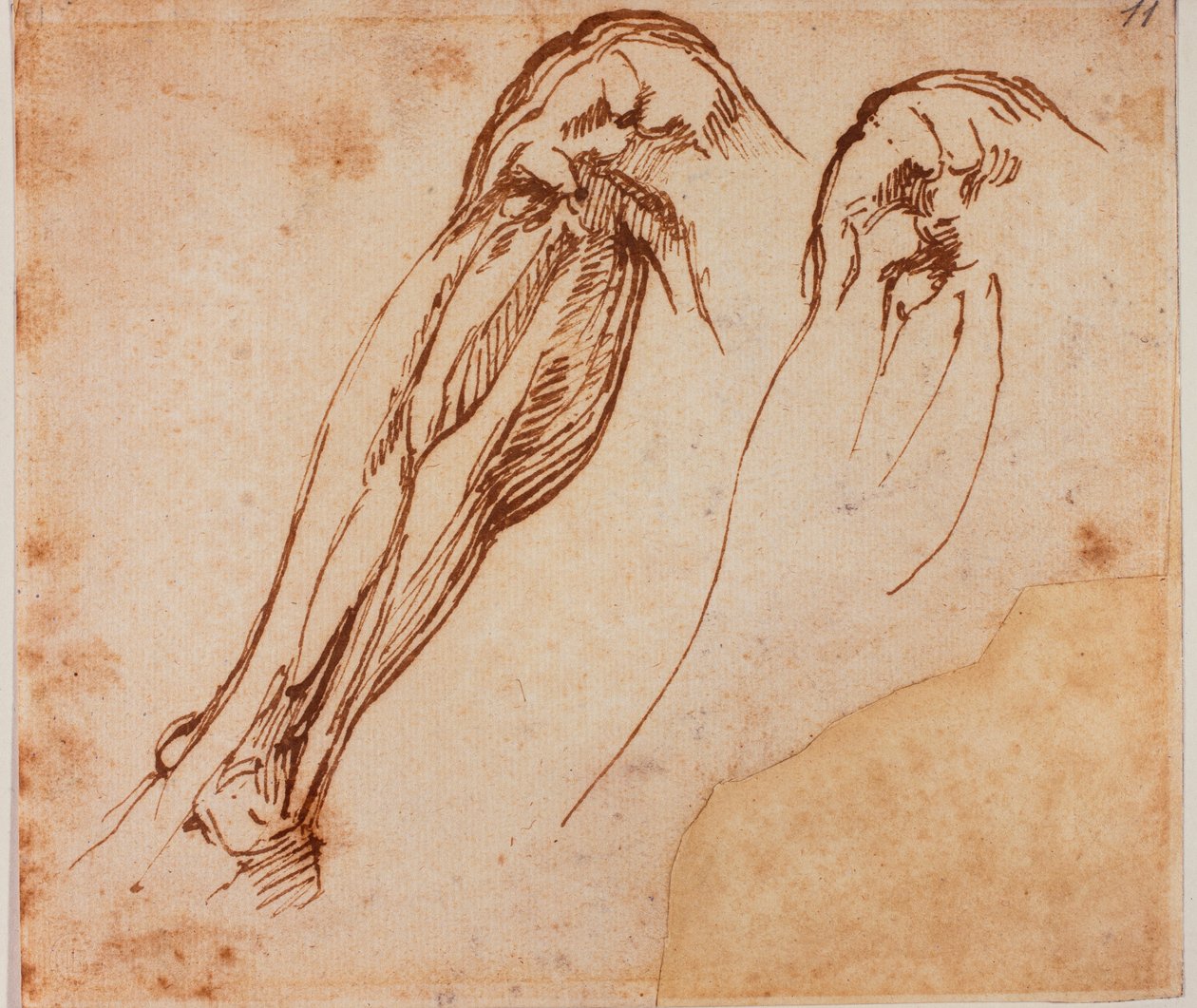 两条腿的研究 作者 米开朗基罗（Michelangelo Buonarroti）