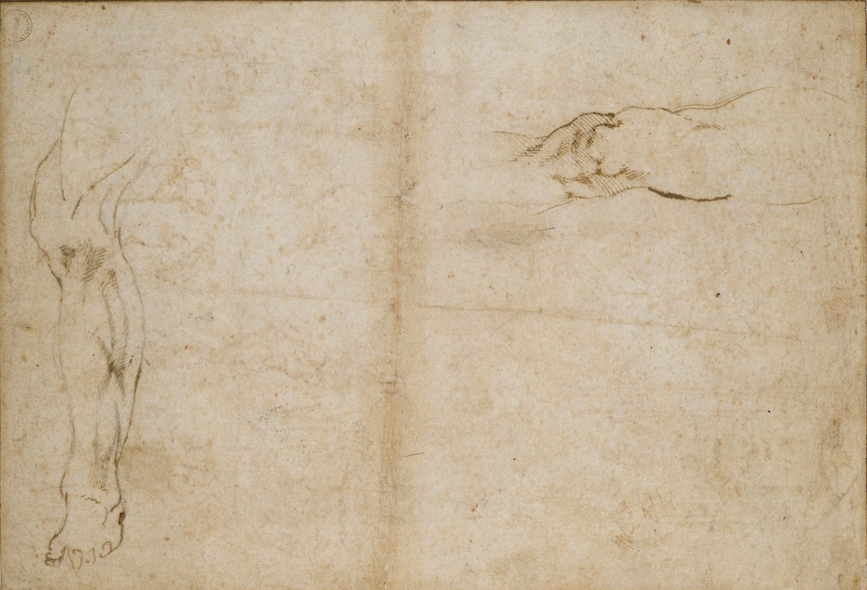 对页：一个人的腿的研究，约1490-1560年 作者 米开朗基罗（Michelangelo Buonarroti）