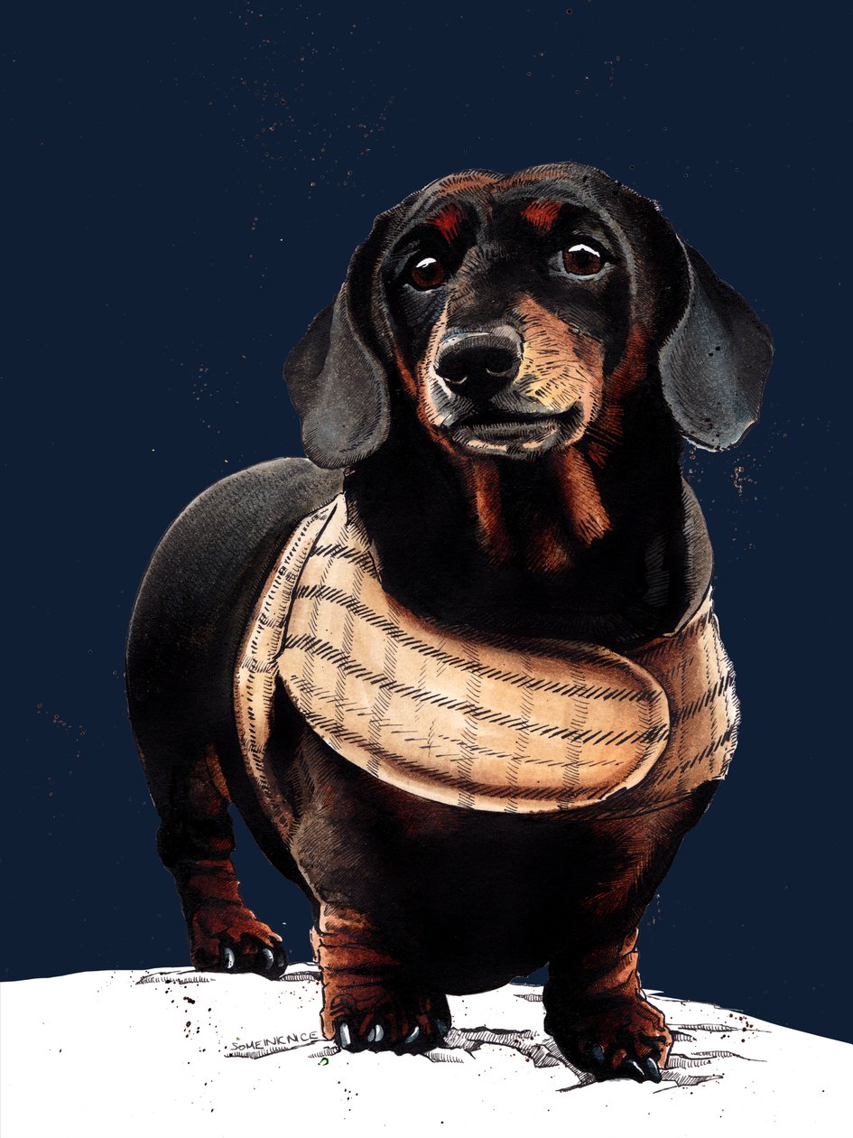 亚瑟腊肠犬，午夜蓝，2020 作者 迈克·戴维斯