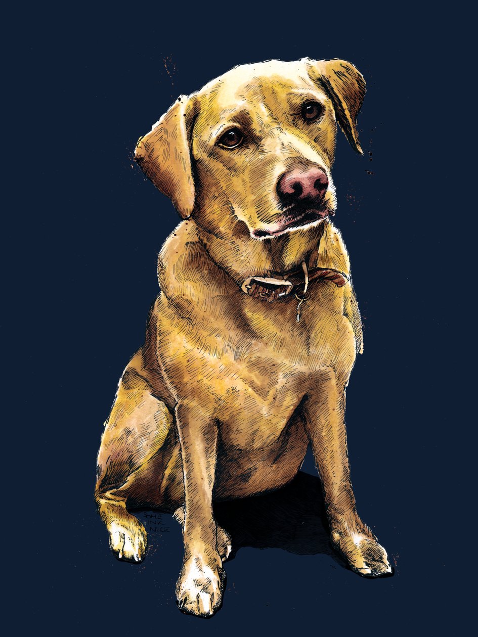 拉布拉多犬黛西骑午夜蓝，2020 年 作者 迈克·戴维斯