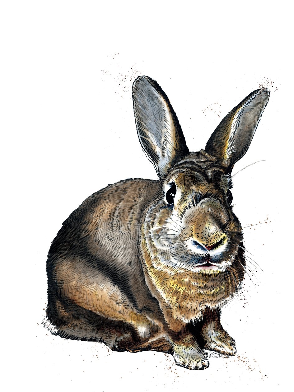 Meg The Bunny on White, 2019 作者 迈克·戴维斯