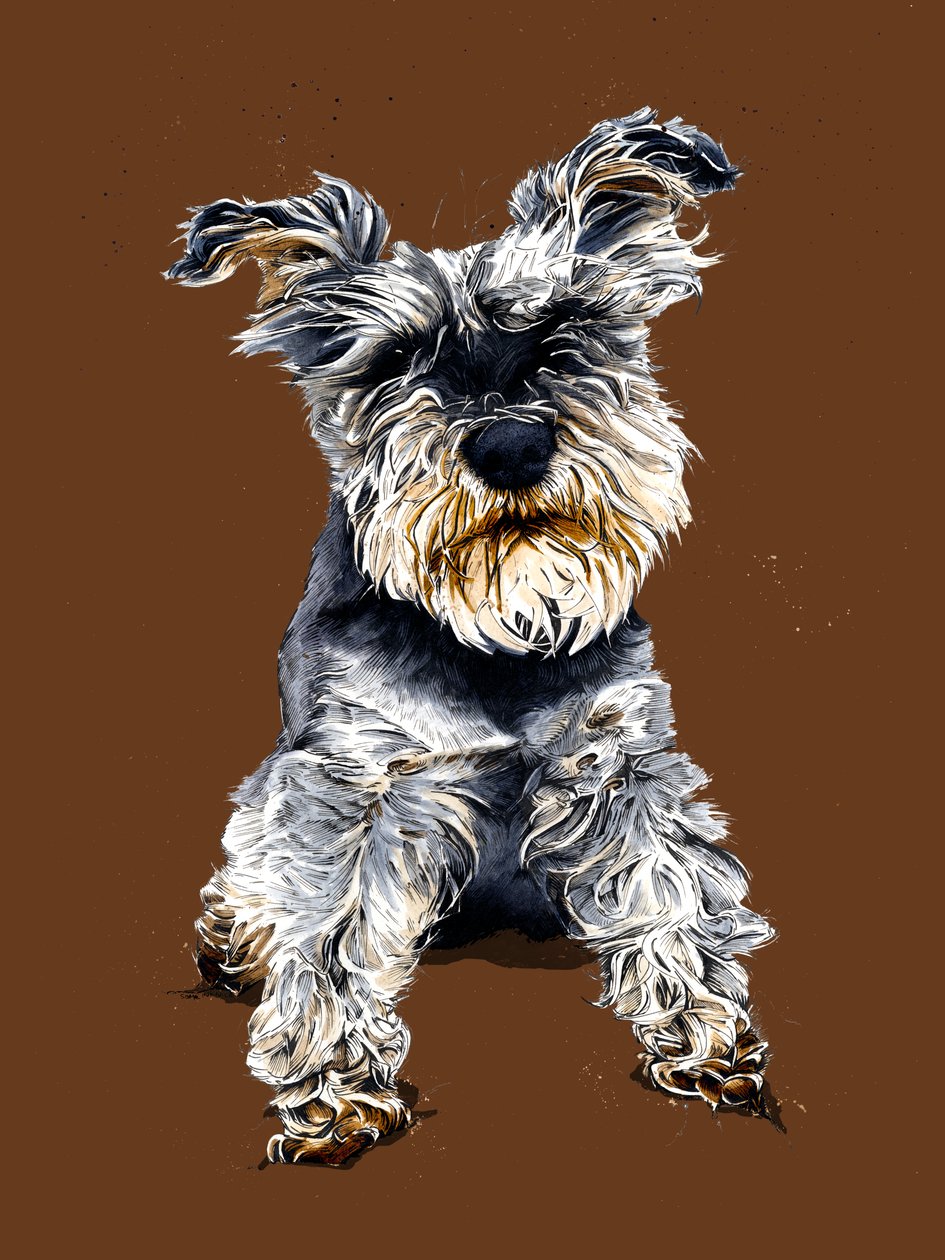 雪纳瑞犬奥利（Ollie The Schnauzer），骑着烧焦的橙色，2020 年 作者 迈克·戴维斯