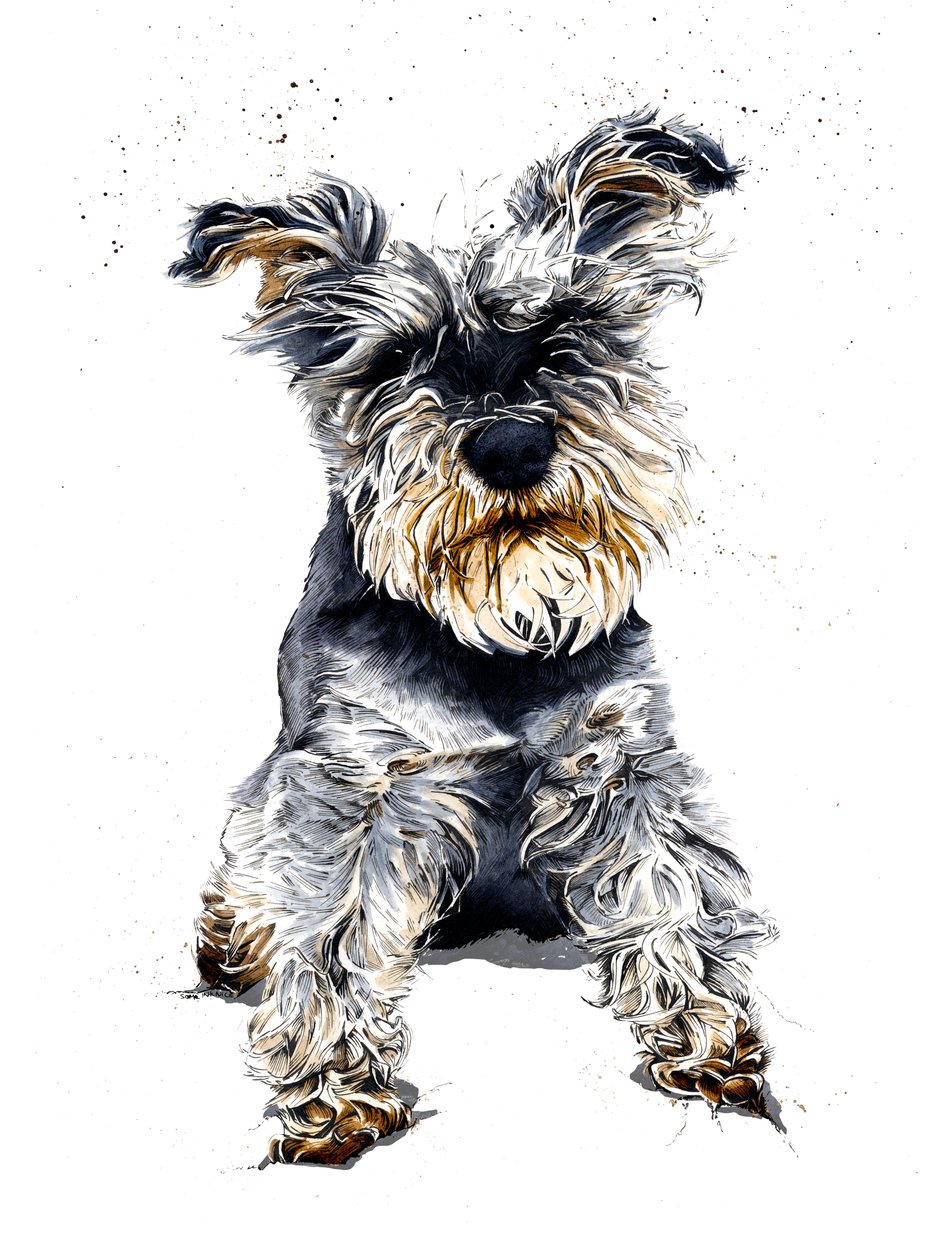 雪纳瑞犬奥利（Ollie The Schnauzer），白色，2019 年 作者 迈克·戴维斯