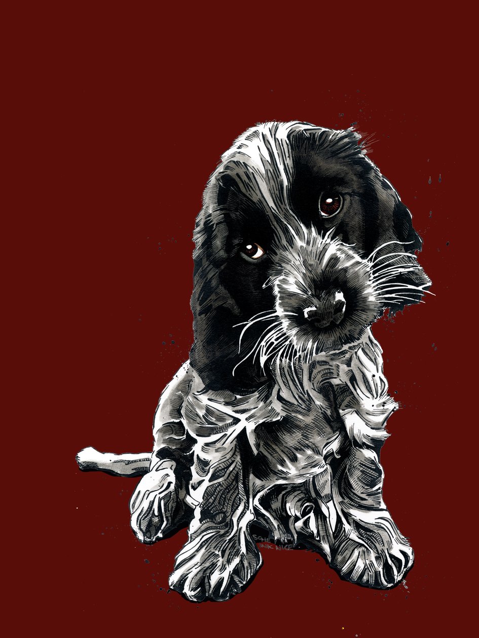 红色氧化物上的可卡犬罗西，2020 年 作者 迈克·戴维斯