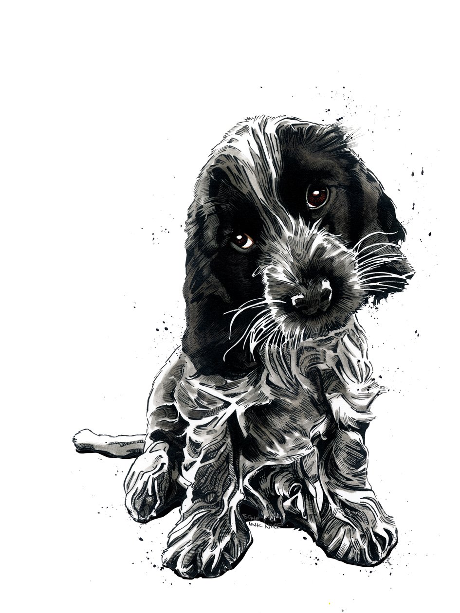 可卡犬罗西（Rosie The Cocker Spaniel），白色，2019 年 作者 迈克·戴维斯