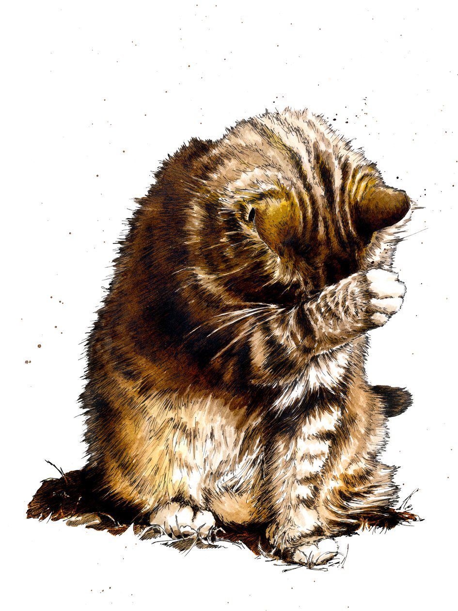 2019年，白色的小猫 作者 迈克·戴维斯