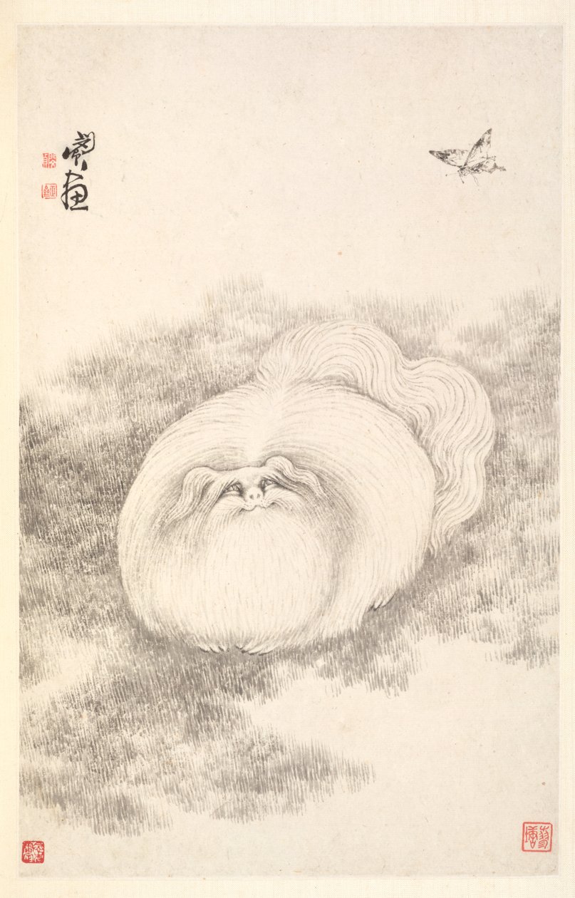 猫与蝴蝶 作者 敏珍