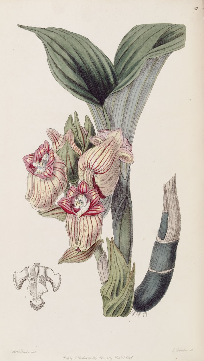 Acanthephippium javanicum（拼写Acanthophippium javanicum） 作者 德雷克小姐