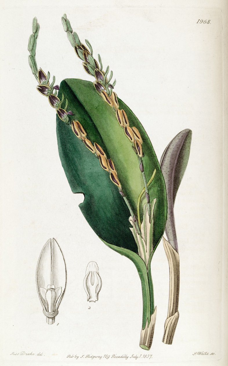 Acianthera saurocephala（as.Pleurothallis saurocephala） 作者 德雷克小姐