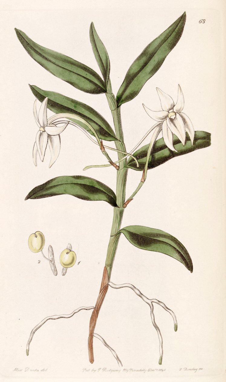 Listrostachys mauritianum（SYN。Listrostachys gladiifolium） 作者 德雷克小姐