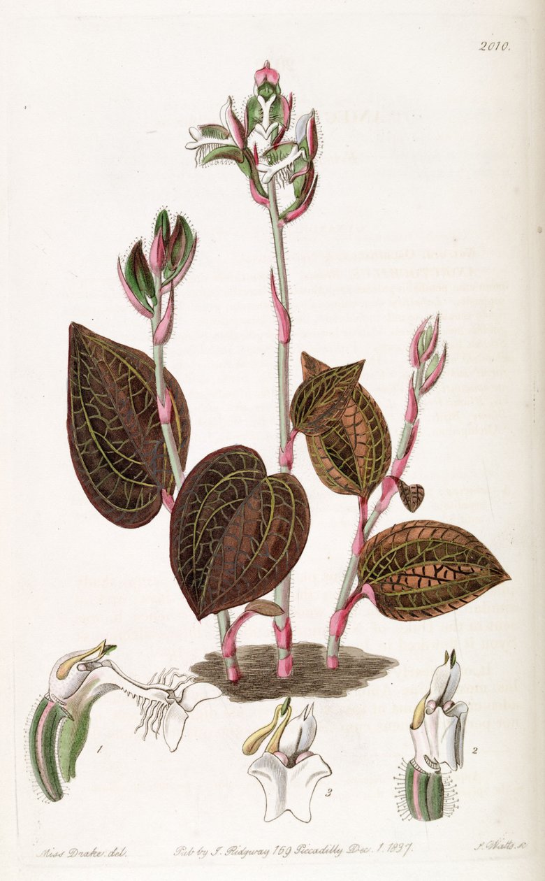 金线莲（Anoectochilus setaceus） 作者 德雷克小姐