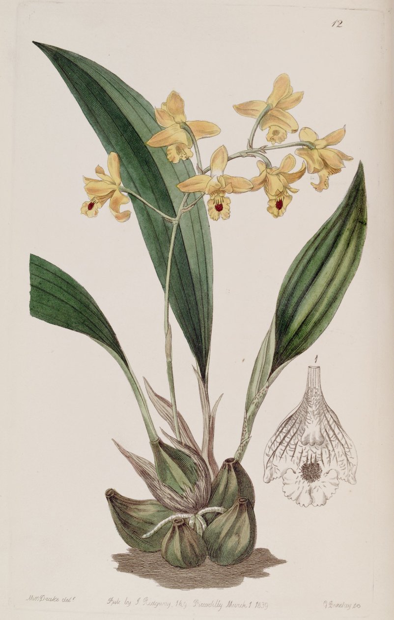 Bifrenaria vitellina（作为syn.Maxillaria vitellina） 作者 德雷克小姐