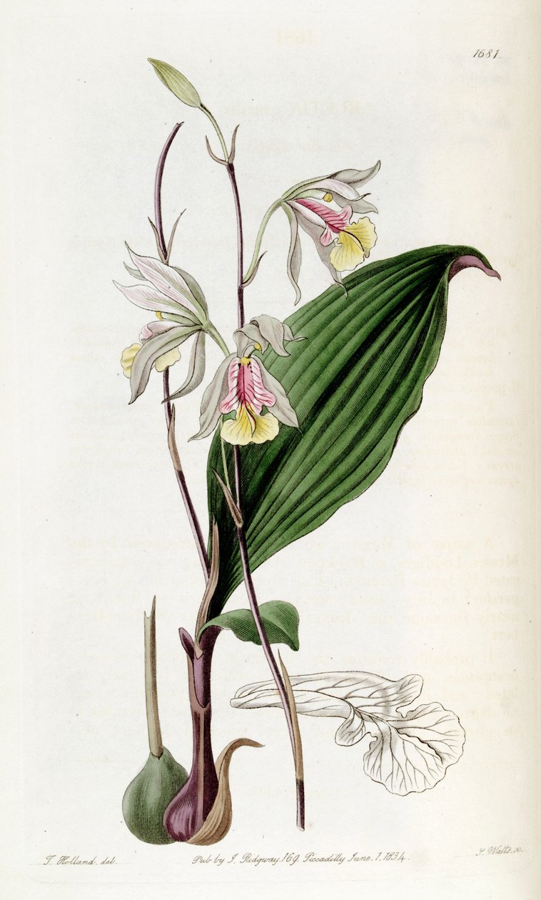 Bletia gracilis 作者 德雷克小姐