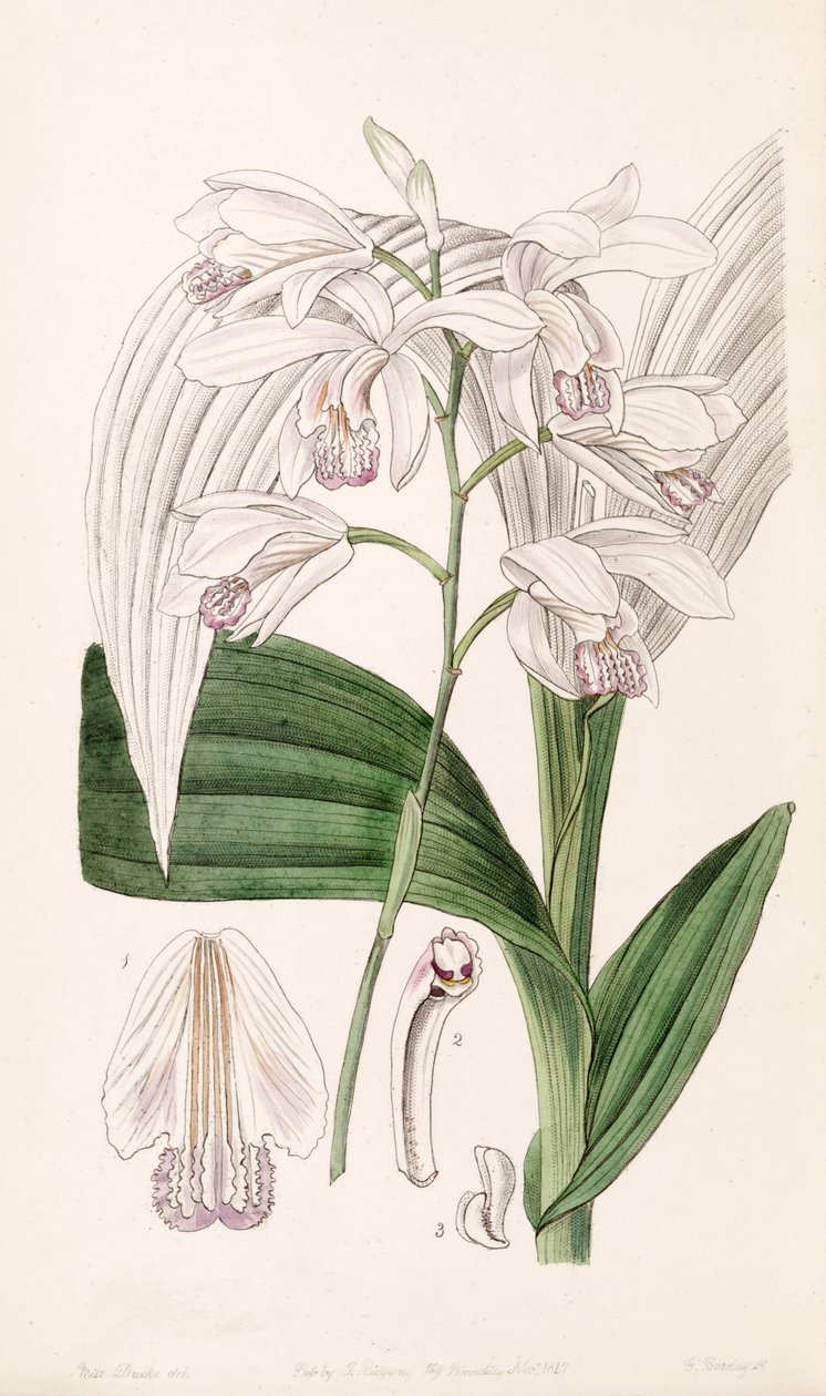 白芨（Bletilla striata）（如Bletia gebina） 作者 德雷克小姐