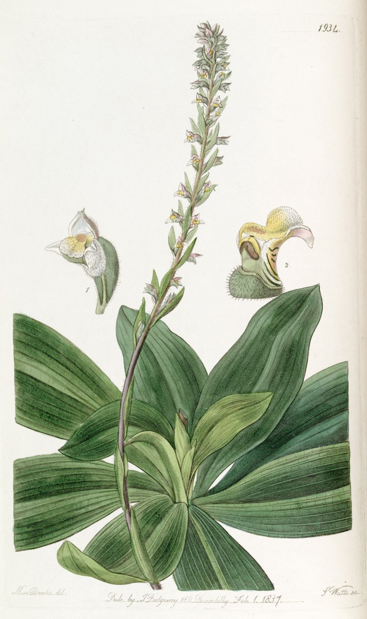 Brachystele bracteosa（as.s Spiranthes bracteosa） 作者 德雷克小姐