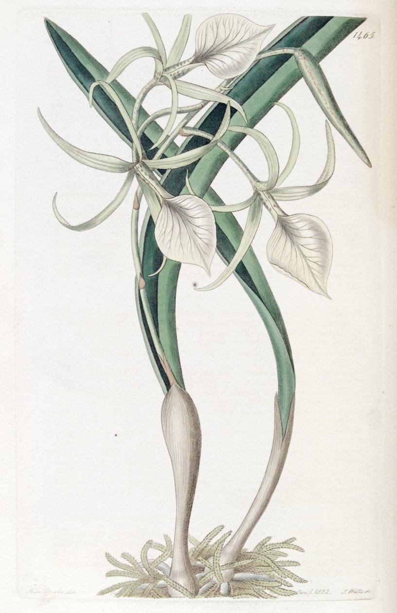 Brassavola nodos 作者 德雷克小姐