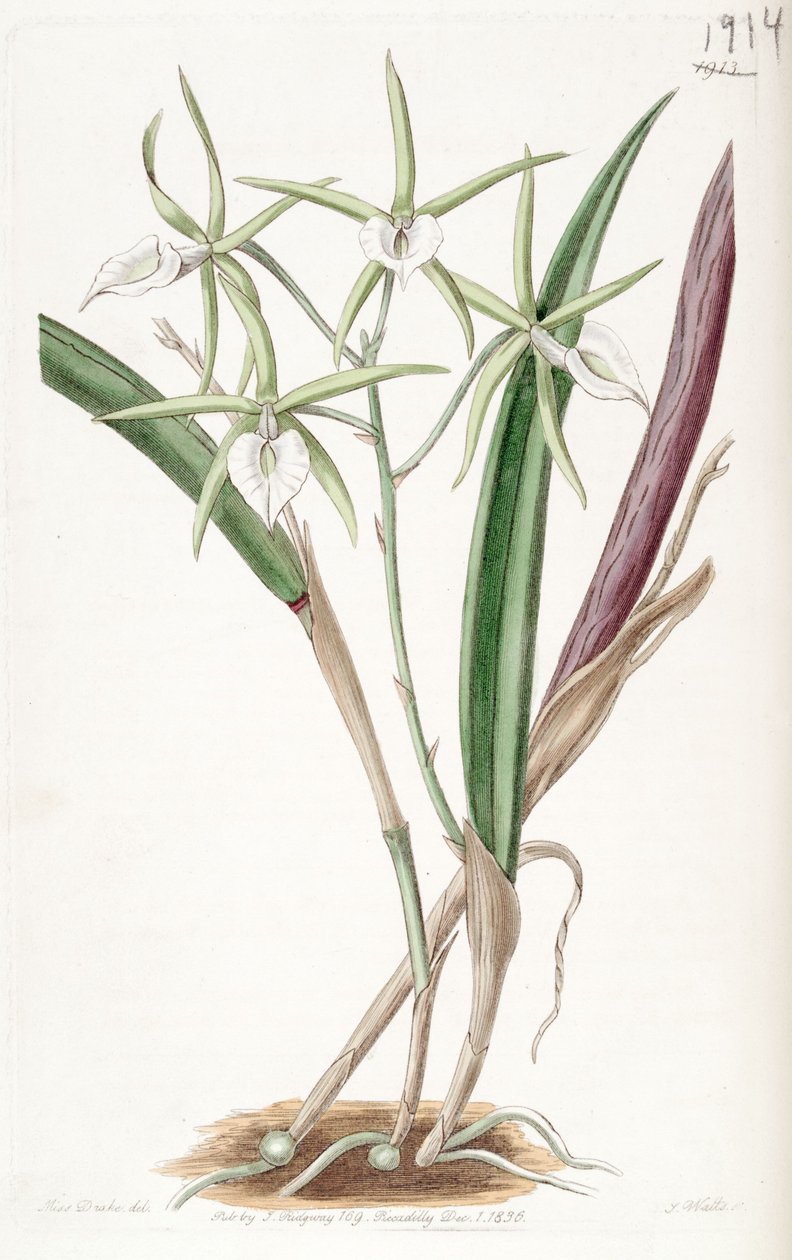 Brassavola subulifolia（同义词Brassavola cordata） 作者 德雷克小姐
