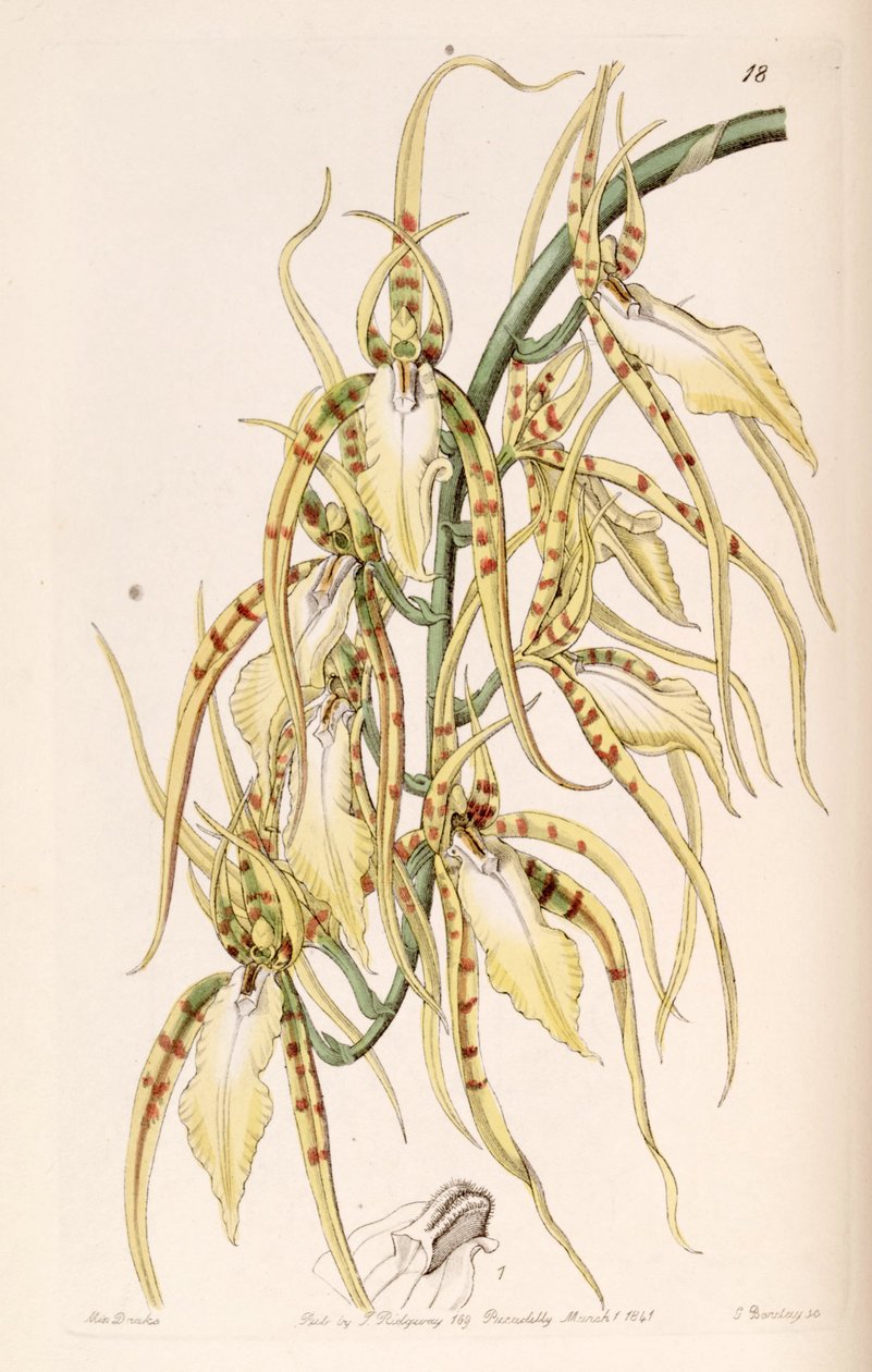 Brassica Cochleata（as.Crassia Lawrenceana） 作者 德雷克小姐